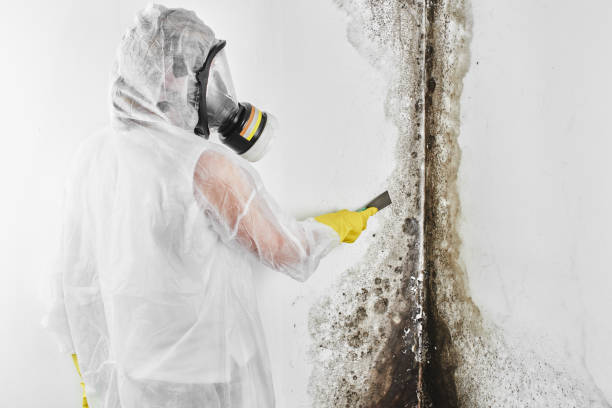 Best Toxic Mold Removal  in Fayetteville, AR