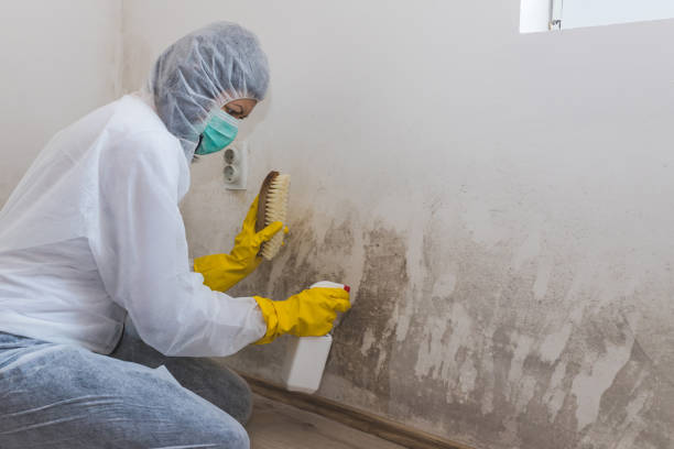 Best Office Mold Removal Services  in Fayetteville, AR