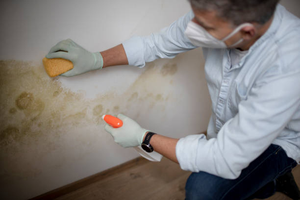 Best Mold Removal Process  in Fayetteville, AR