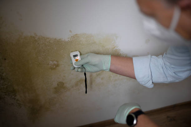 Best Fast Mold Removal  in Fayetteville, AR