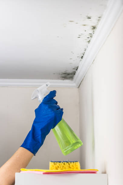 Best Emergency Mold Removal  in Fayetteville, AR